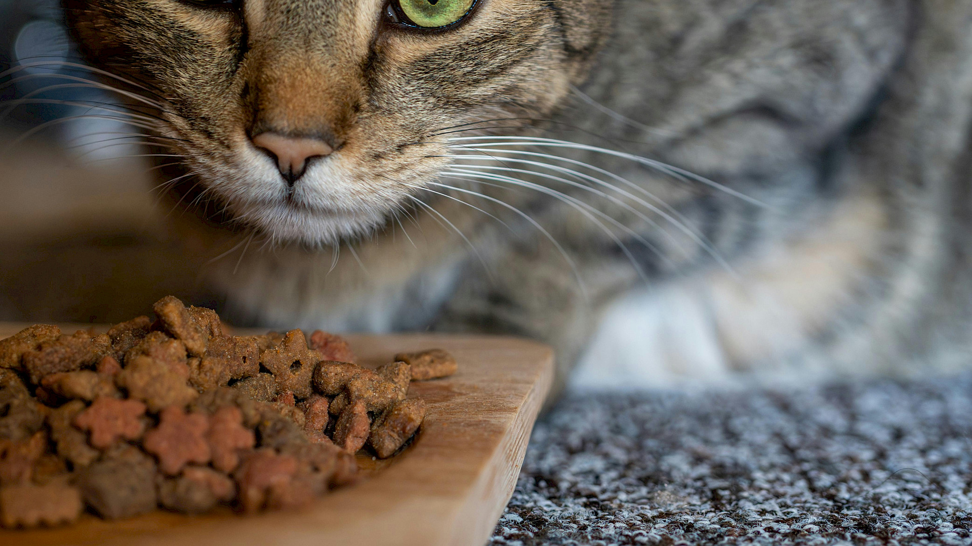 Gesundheitsrisiko Trockenfutter: Was Katzen wirklich brauchen
