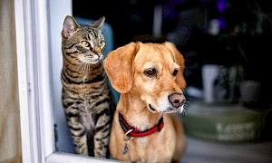 Hund und Katze