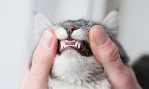 iStock-1140349002_preview.jpg