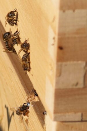 Die HanseMerkur hat auf ihrem Dach zwei Bienenvölker, die von dort aus Blumen und Blüten rund um unseren Hamburger Standort (und damit auch an der Alster) bestäuben.