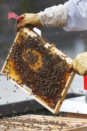 Die HanseMerkur hat auf ihrem Dach zwei Bienenvölker, die von dort aus Blumen und Blüten rund um unseren Hamburger Standort (und damit auch an der Alster) bestäuben.