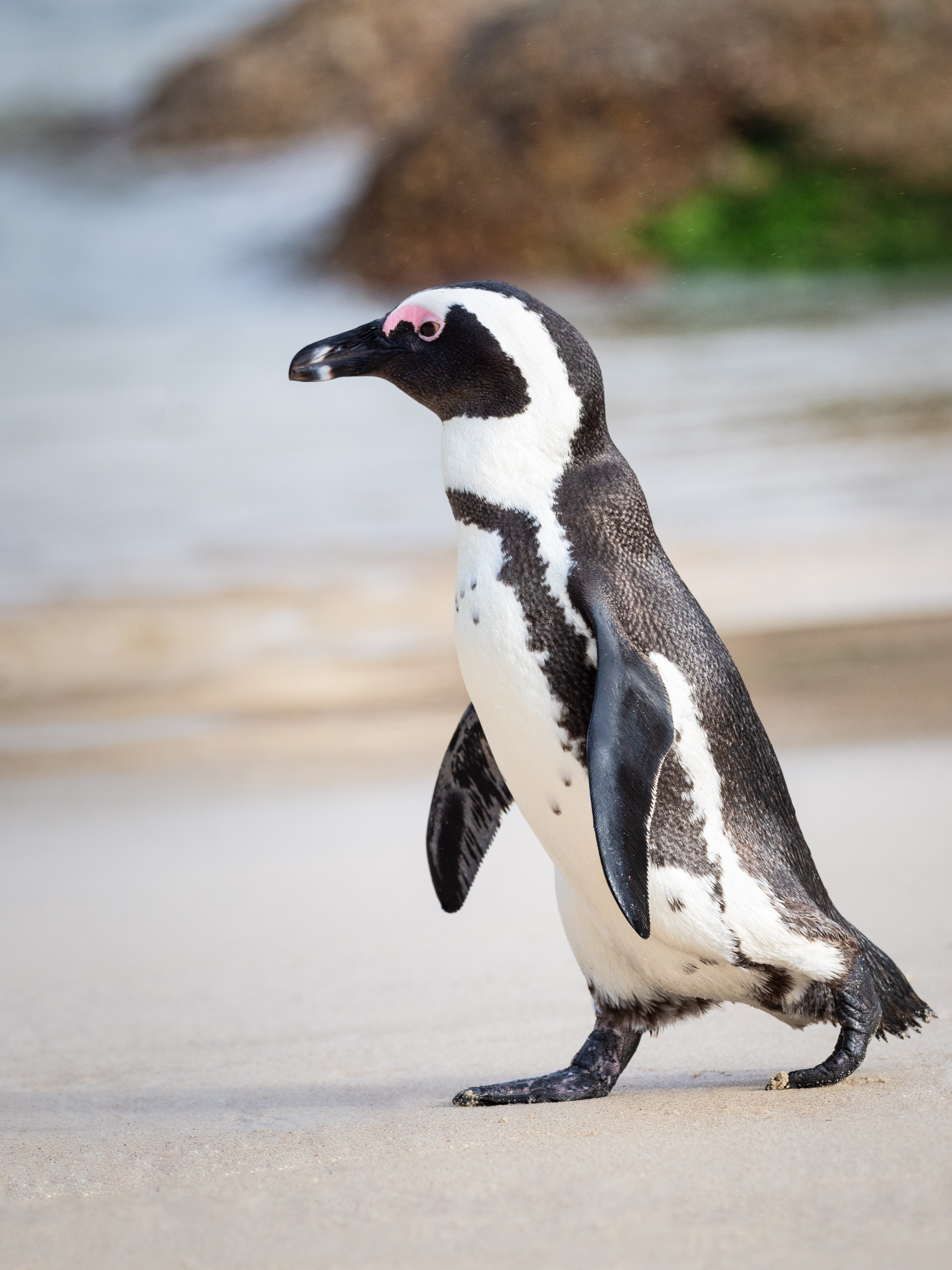 Pinguin am Boulders Beach bei Kapstadt